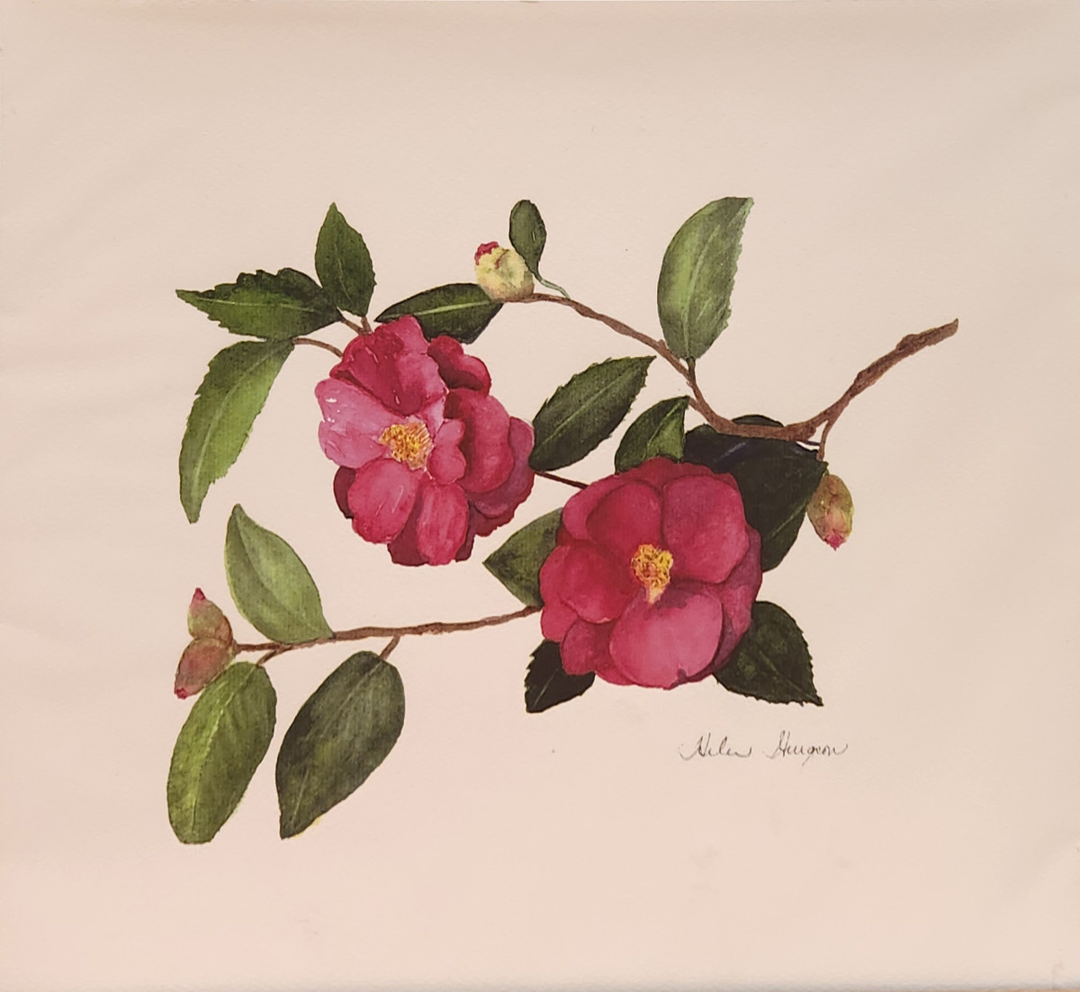 Camelia - Giclee