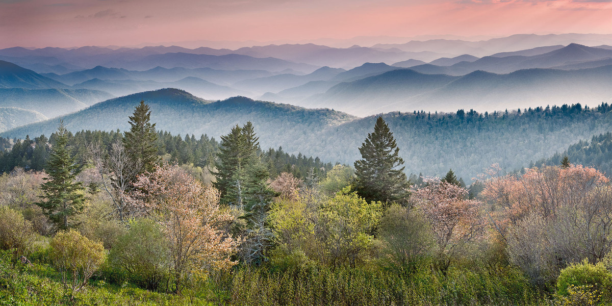 Flowering Trees at Cowee