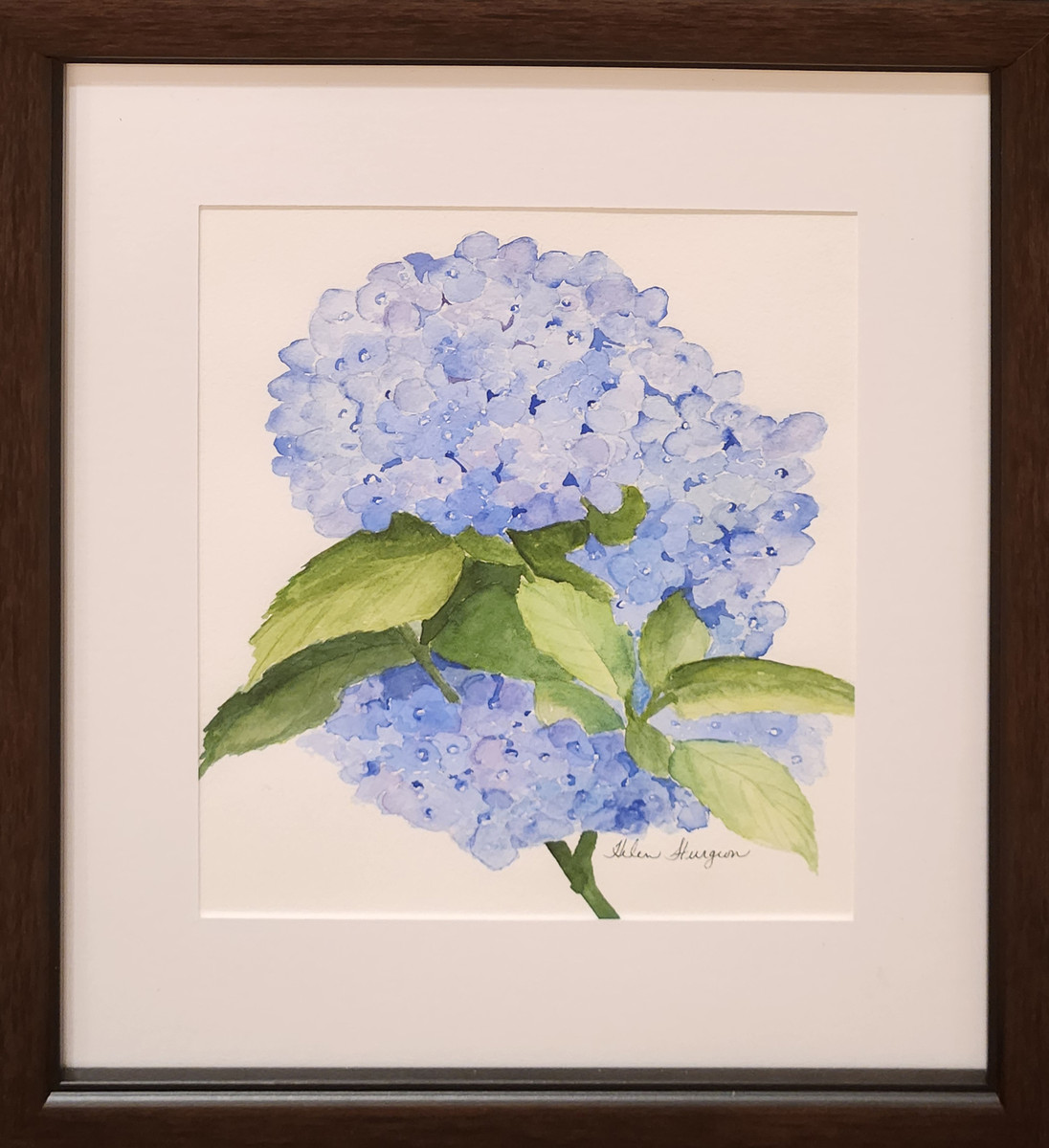 Double Hydrangea Blooms