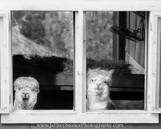 Double Vision - Small Print