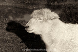 Me and My Shadow ~ Small Print