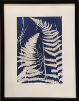 Ferns