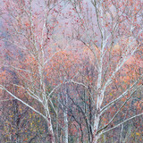 Sycamore Tree