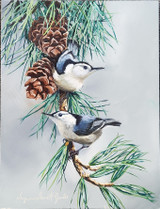 Nuthatches in Pines