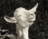 Pippi-Bliss ~ Small Print