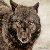 Golden Eyes