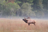 Bugle Boy of Cataloochee