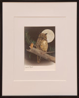 Barn Owl