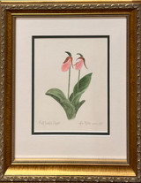 Pink Lady's Slipper