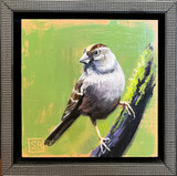 Song Sparrow 1
