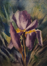 Iris