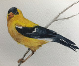 Painting Birds Watercolor Class - September 25, 2026