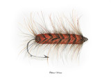 Palmer Worm Fly - Giclée, 8 x 10
