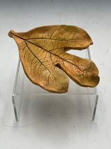 218 - Spirit Leaf, Sassafras