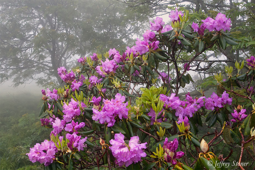 Blossoms and Blooms ~ Medium Print