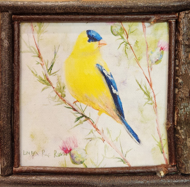 Goldfinch on Thistle