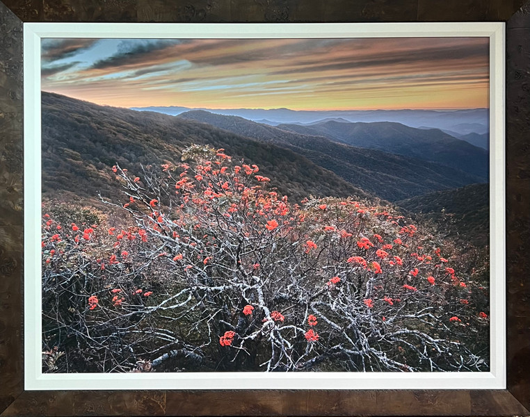 Mountain Ash Sunset