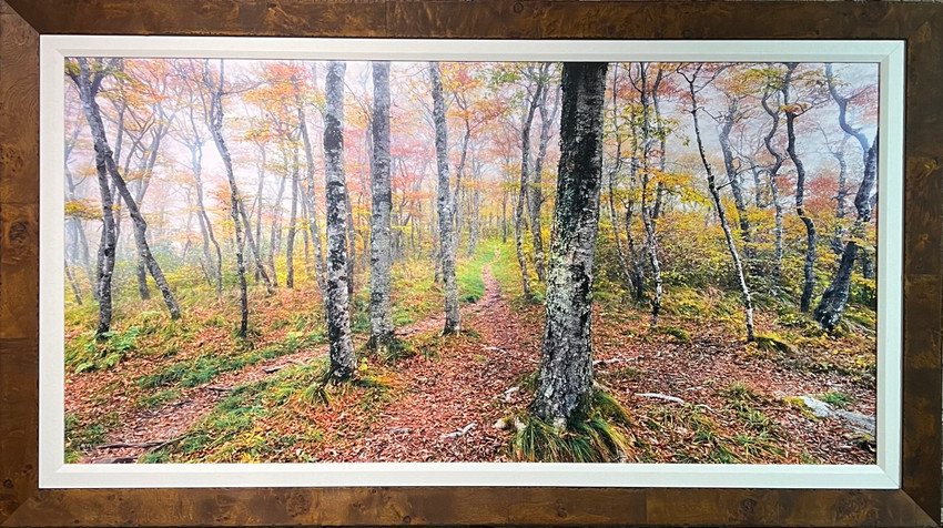 Enchanting Beech Trees