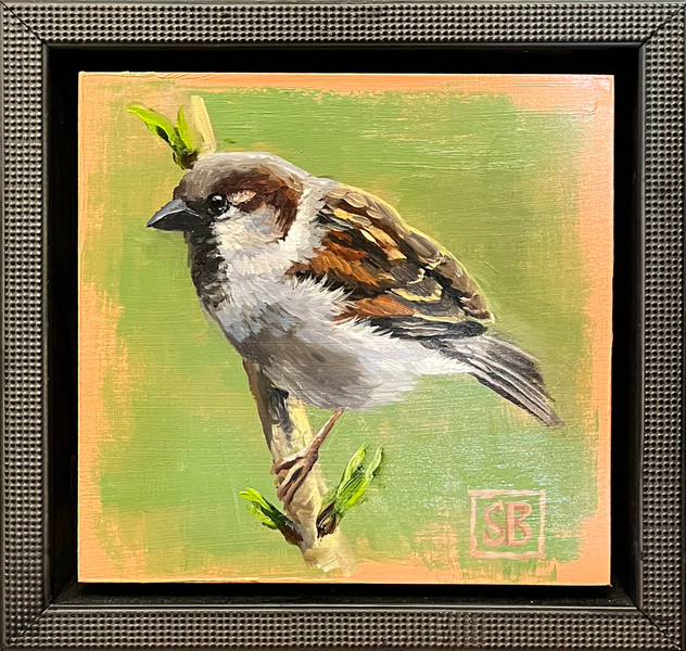 Song Sparrow 2