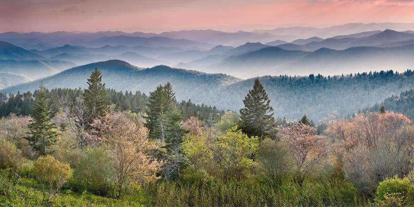 Flowering Trees at Cowee