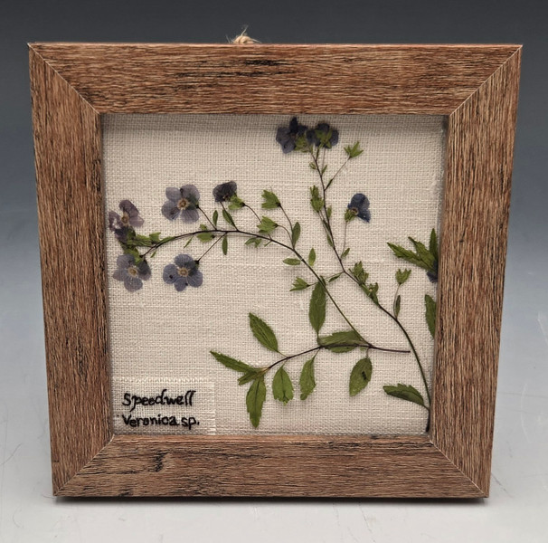 Small Pressed Flowers Framed