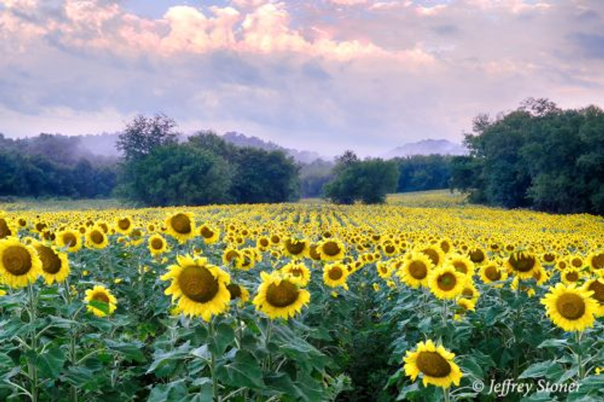 Sunrise and Sunflowers ~ 20 x 30 Canvas