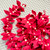 Poinsettia Garland