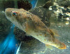 Small Orange Abei Puffer