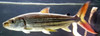 Hydrocynus Vittatus Tiger Fish