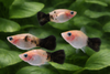 Panda Platy