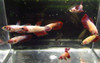 Pre-Order Assorted Color Female Bettas