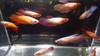 Pre-Order Assorted Color Female Bettas