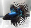 Pre-Order Black Crowntail Male Bettas