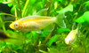 Albino Congo Tetra