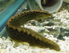  Black Spot Eel