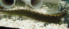  Black Spot Eel