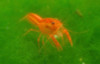 Dwarf Orange Crayfish CPO