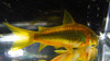 Orange Laser Cory Catfish