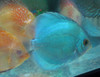 Blue Diamond Discus 