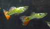 1 Pair Nebula Steel Guppies