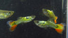 1 Pair Nebula Steel Guppies