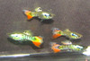 1 Pair Nebula Steel Guppies