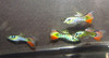 1 Pair Nebula Steel Guppies