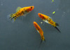 Showa Swordtail