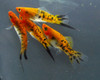 Showa Swordtail