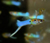 Japan Blue Swordtail Guppy Male