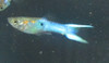 Japan Blue Swordtail Guppy Male