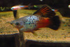 HiFin Blue Rainbow Variatus
