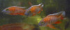 2"-3"  Red Peacock Cichlid