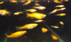 Golden Blonde Endlers Pair